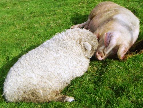 Sue James pig and ram getting to know each other!